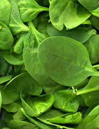 Folic Acid; Folate; Spinach; Broccoli;